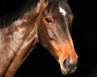 Equine Photography
