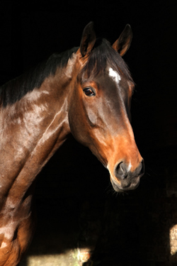 Equine Study