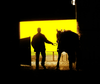 Equine Photography