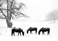 Equine Photography