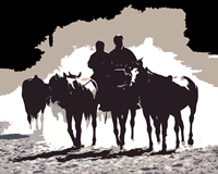 Equine Photography