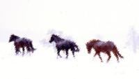 Equine Photography