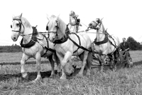 Equine Photography
