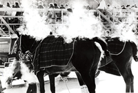 Equine Photography