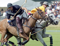 Equine Photography