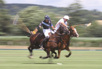 Equine Photography